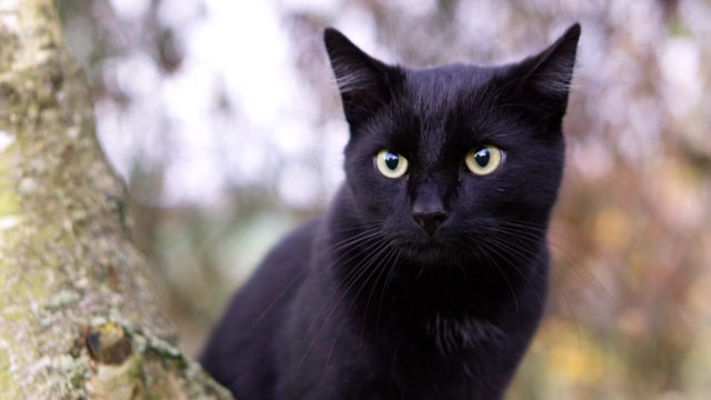 猫 アミュー 黒